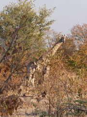 Giraffa camelopardalis