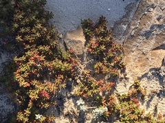 Tetragonia fruticosa