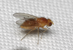 Homoneura interstincta