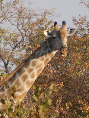 Giraffa camelopardalis