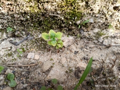 Mecardonia procumbens