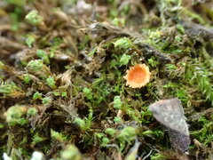 Lamprospora