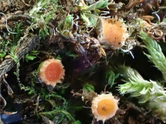 Lamprospora