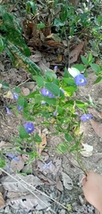 Browallia americana