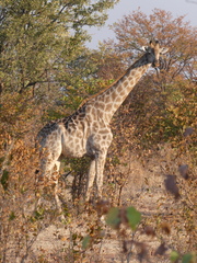 Giraffa camelopardalis