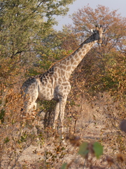 Giraffa camelopardalis