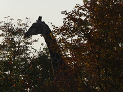 Giraffa camelopardalis