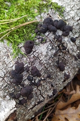 Jackrogersella multiformis