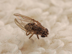 Drosophila repleta