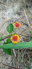 Lantana