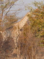 Giraffa camelopardalis