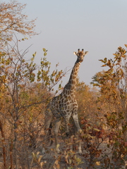 Giraffa camelopardalis