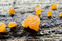 Dacrymyces capitatus