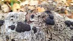 Jackrogersella multiformis