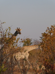 Giraffa camelopardalis