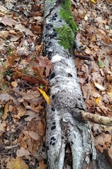 Jackrogersella multiformis