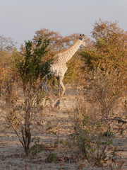 Giraffa camelopardalis