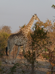 Giraffa camelopardalis