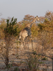 Giraffa camelopardalis