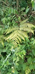 Angiopteris lygodiifolia