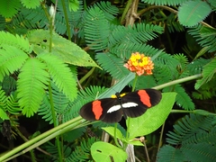 Heliconius erato