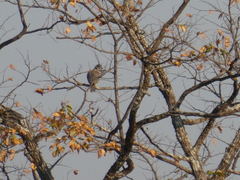 Streptopelia capicola