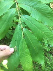 Castanea ozarkensis