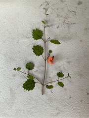 Rhabdothamnus solandri