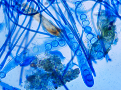 Lamprospora