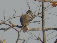 Streptopelia capicola