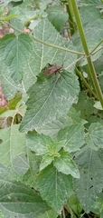 Phthiacnemia picta
