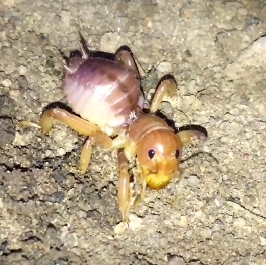 Oryctopterus lagenipes