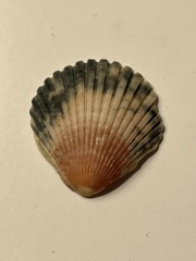 Argopecten