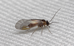 Elipsocus moebiusi