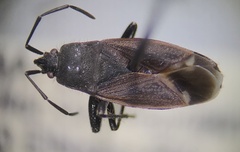 Eremocoris