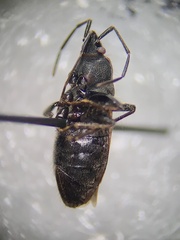 Eremocoris
