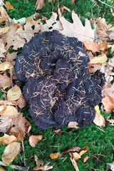 Phaeolus schweinitzii