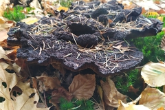 Phaeolus schweinitzii