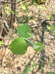 Dombeya rotundifolia