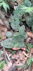 Fittonia albivenis