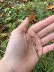 Carex leersii