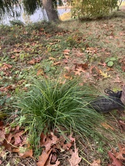 Carex leersii
