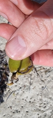 Avicennia marina