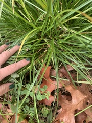 Carex leersii