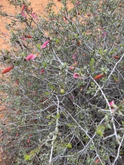 Eremophila maculata