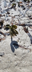 Avicennia marina