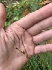 Carex leersii