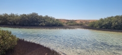 Avicennia marina