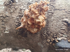 Neoantrodia serialis