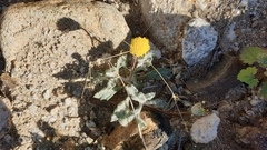 Trichoptilium incisum